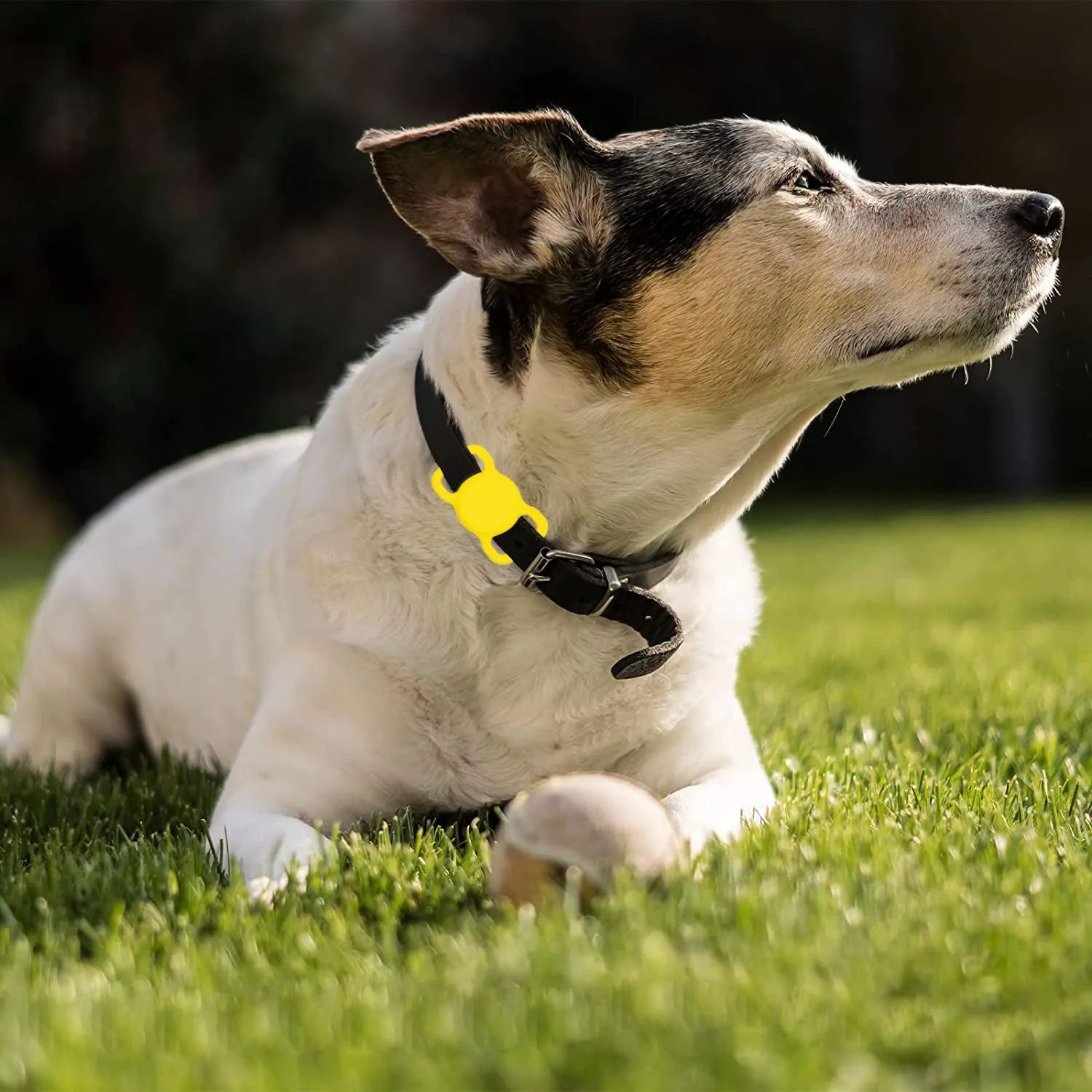 AMZER Dog Collar Pet Loop for Apple AirTag